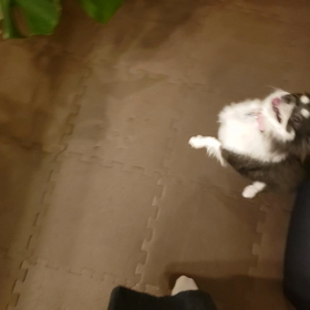 ロミちゃんの楽しいきもちの画像