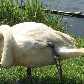 毛づくろいの画像