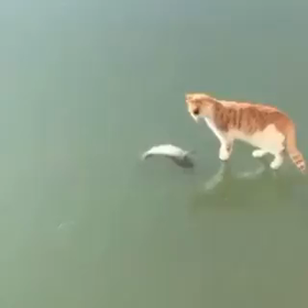 戯れる猫の画像