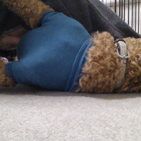 キタ━━━━━━━☆の画像