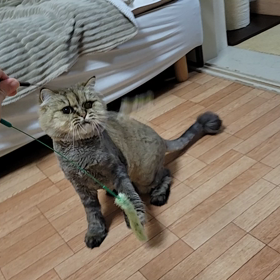 おりゃーの画像
