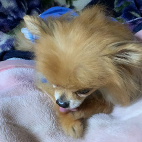 モカは、ストレスが取れず…の画像