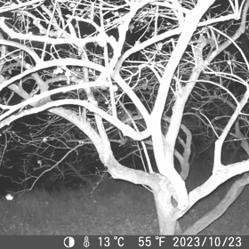 すぎぴたんの事件簿シーズン3　417話（ｷﾀ - .∵･(ﾟ∀ﾟ)･∵. - ｯ!!　ハクビシンの画像