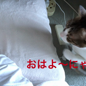 敬老の日を忘れそう。失態だった。醜い私を起こす猫デール動画。の画像