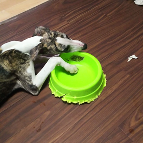 歯がかゆいよの画像