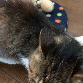 明日美ちゃんシャンプー終了！の画像