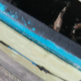 ２軍ドラゴンの画像