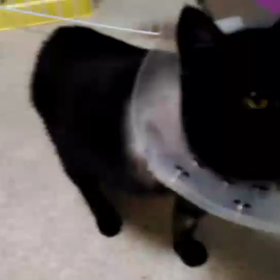 観覧注意です交通事故で前脚切断の画像