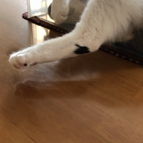 顔面麻痺の原因は？デールの足にキス！の画像