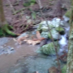 水道屋さんの犬で2の画像