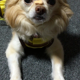 我が家のゆきお君の画像