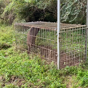 2022.10.30   桃太郎通信&有害獣駆除　天気曇りの画像