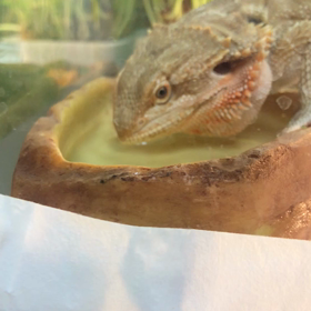 2019.01.12：フトアゴヒゲトカゲのキュウちゃんが水を飲むよ！！の画像