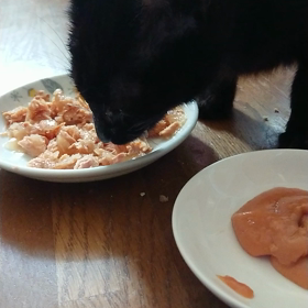 こたろう君良かったねの画像