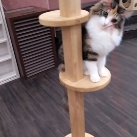 ノルウェージャンフォレストキャットの画像