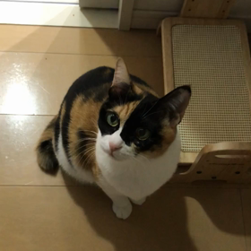 【動画】お夜食。の画像