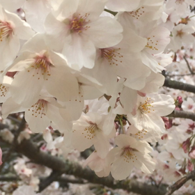 春を願っての画像