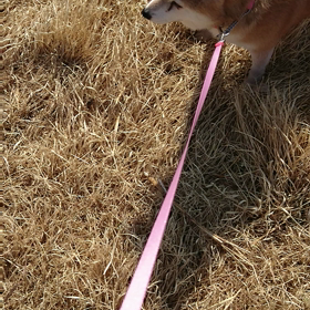 元気だった、まみちゃん。の画像