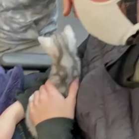 ネコ2歳の誕生日に思うことの画像