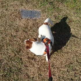 臭い付け！の画像