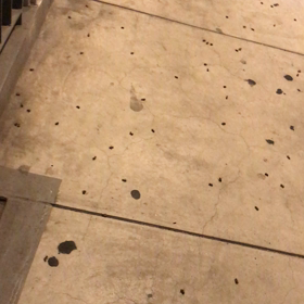 【ミツバチ】今年は雨が多く、、密かに大きくなっているハチの巣が。。の画像