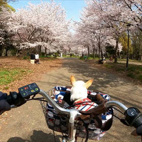 cooと大阪城の画像