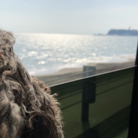 江ノ島が見えてきました✨の画像