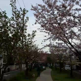 バス停から我が家に向かう途中の桜並木。春の風物詩の桜と秋の風物詩の石焼き芋売り華麗な共演！の画像