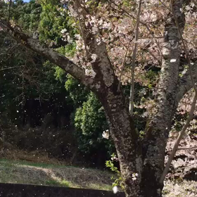 ☆ちょこっと、桜吹雪(動画)の画像
