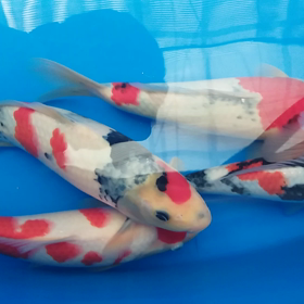 ムカつくらしいwの画像