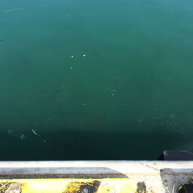 釣 りに行ってきたーの画像