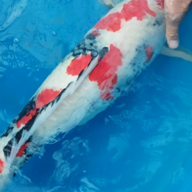 ハーロックの画像