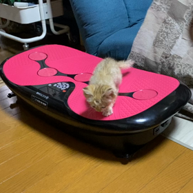 豪華なペットの画像