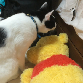 猫VSイモリの画像