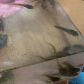 ２５周年の画像