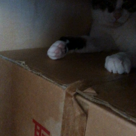 暑い日保護猫デールは生まれた！憶測誕生日！の画像