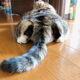 可愛いショット撮れた！の画像