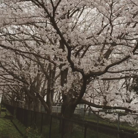 春ですね 第二弾の画像