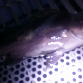 今週の釣果 なし 三重県の画像