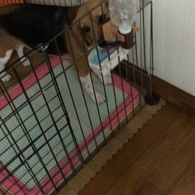 ゴメンまろんの画像