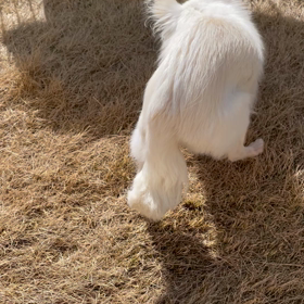 チワシュウクイズ　第二問の画像