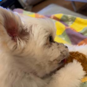 ゴン太のくせにの画像