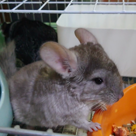 2022/06/06 チンチラの双子ちゃんを販売中！！！の画像