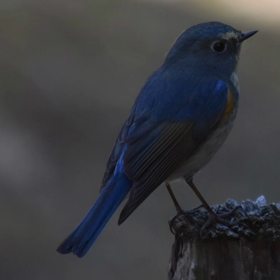 ガレージバンドに弾いてもらったギター　「輝きをつないで」の画像