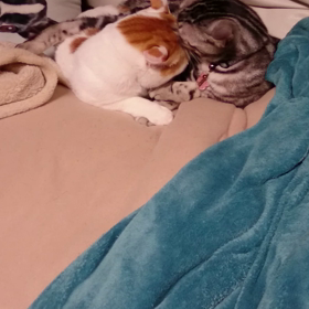 飽きずにまた、、。の画像