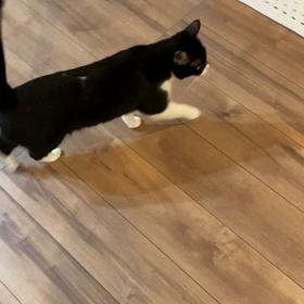 カモーンにゃの画像