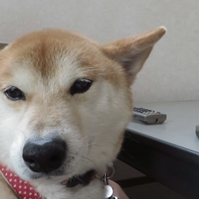 う〜〜からワンの画像