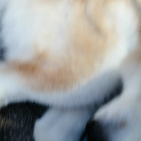 いつもより少し遅れて朝散歩スタート。ライトが要らないくらいもう明るい❗もう春です。WBC がいよの画像