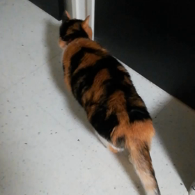 年中無休だニャの画像