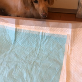 まぼちゃんはチアガールの画像